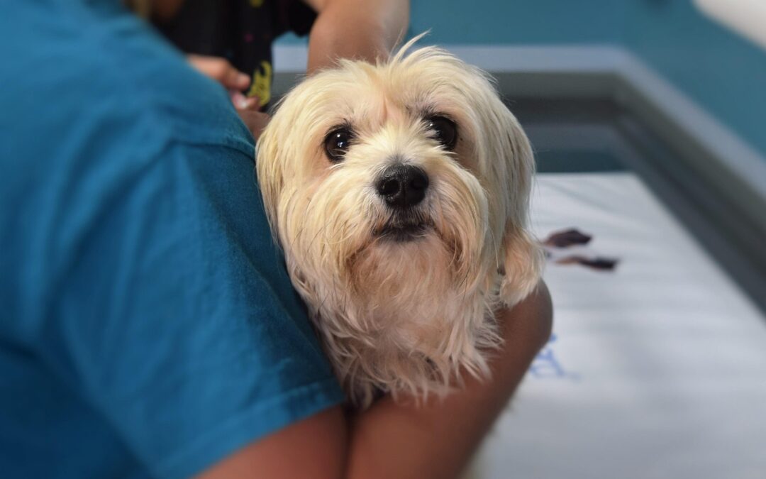 L’importance des examens annuels pour votre animal
