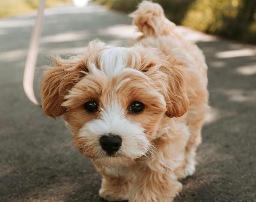 Adopter un chiot ou un chaton : ce qu’il faut savoir