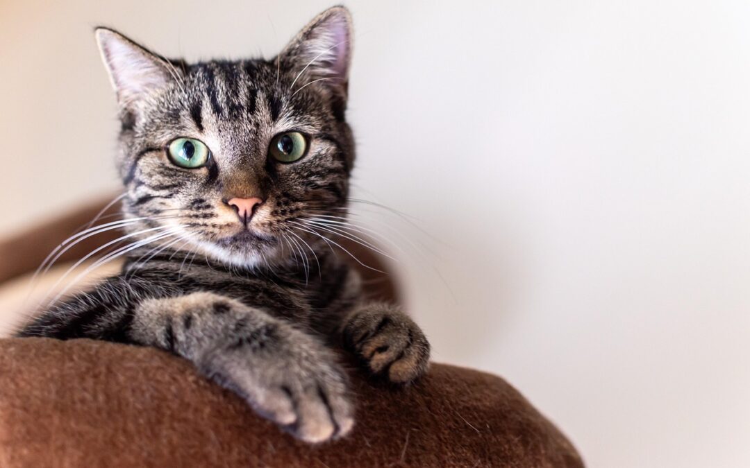 Comment aider un chat anxieux à se sentir en sécurité